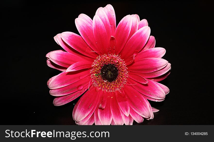 Flower, Pink, Flowering Plant, Gerbera