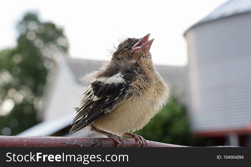 Bird, Fauna, Beak, Feather