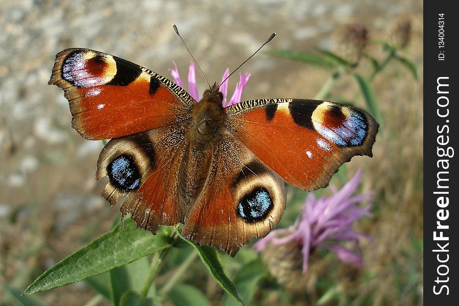 Butterfly, Moths And Butterflies, Insect, Invertebrate