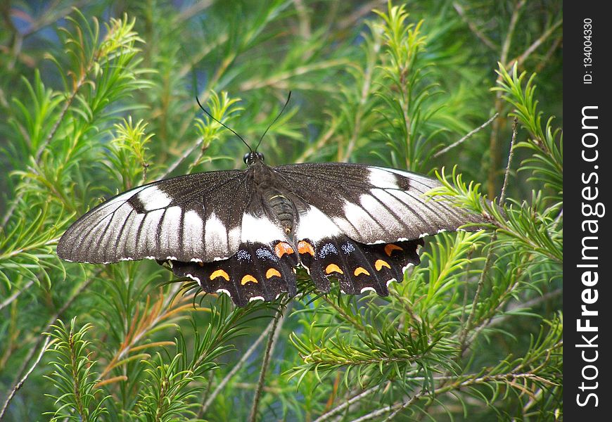 Butterfly, Moths And Butterflies, Insect, Invertebrate