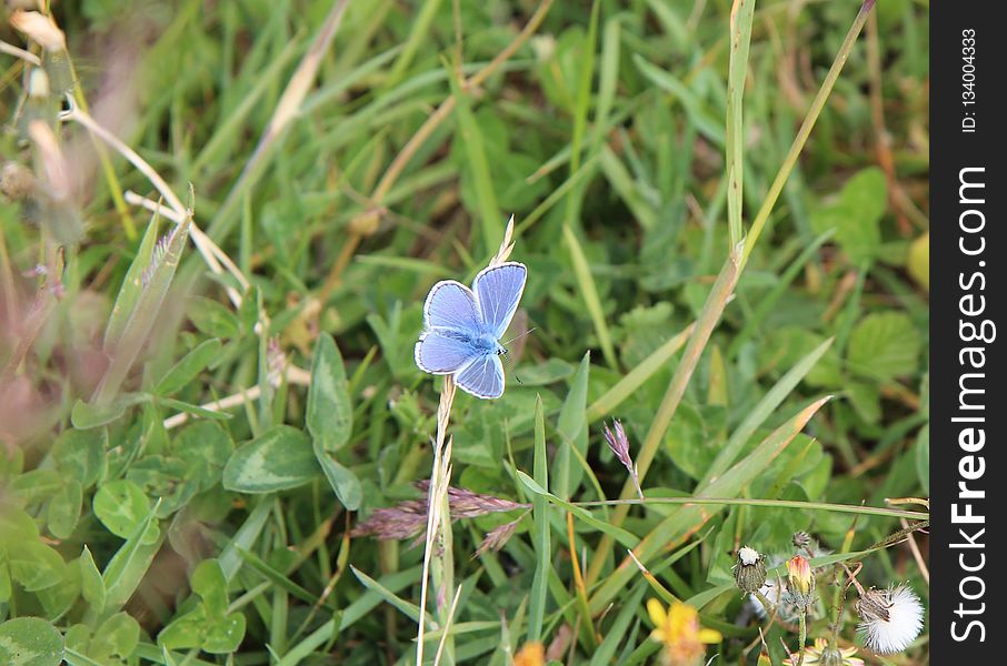 Butterfly, Moths And Butterflies, Flora, Insect