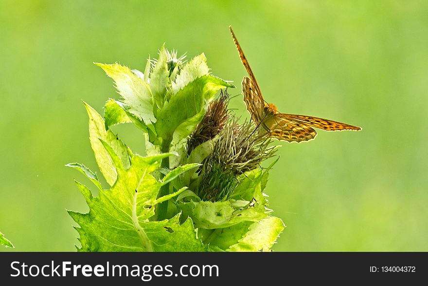 Insect, Fauna, Invertebrate, Moths And Butterflies