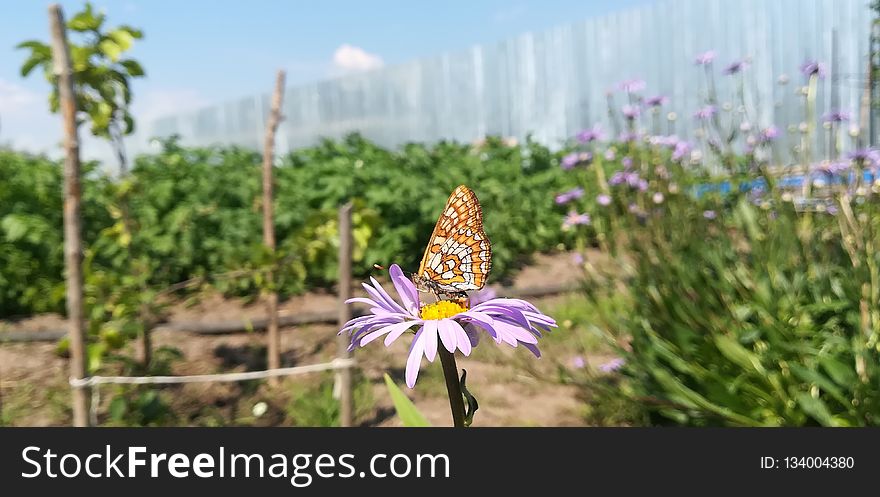 Flower, Flora, Plant, Wildflower