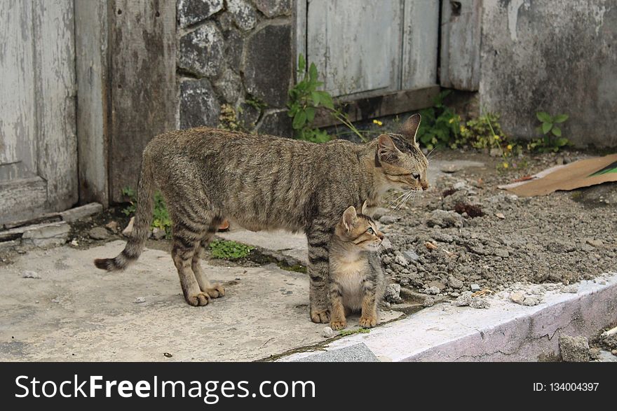 Fauna, Cat Like Mammal, Small To Medium Sized Cats, Zoo