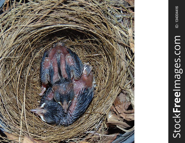 Bird Nest, Fauna, Nest, Beak