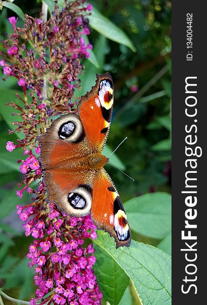 Butterfly, Moths And Butterflies, Insect, Brush Footed Butterfly