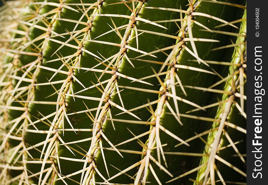 Thorns Spines And Prickles, Plant, Cactus, Vegetation