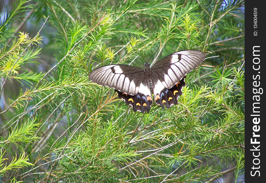 Butterfly, Moths And Butterflies, Ecosystem, Insect