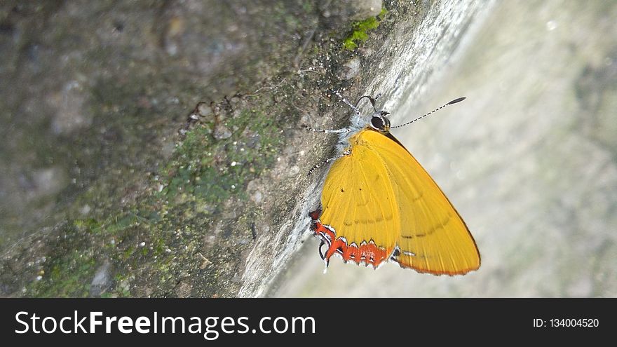 Moths And Butterflies, Insect, Butterfly, Invertebrate