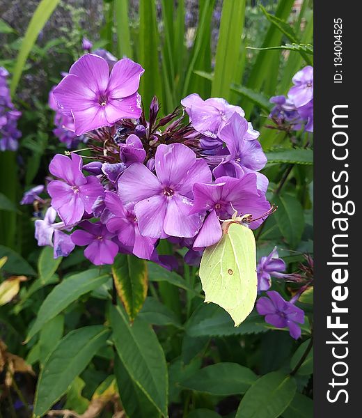 Flower, Plant, Flora, Purple