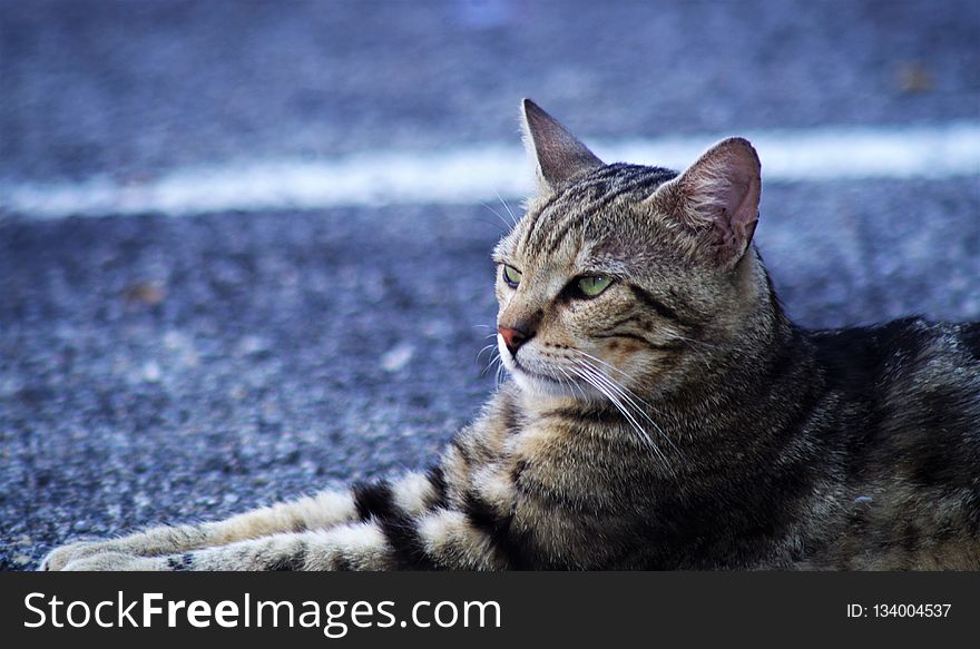 Cat, Tabby Cat, Dragon Li, Mammal Free Stock Images &amp; Photos