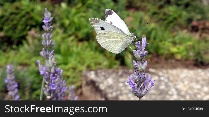 Butterfly, English Lavender, Lavender, Moths And Butterflies