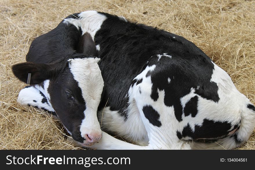 Cattle Like Mammal, Dairy Cow, Dairy, Calf