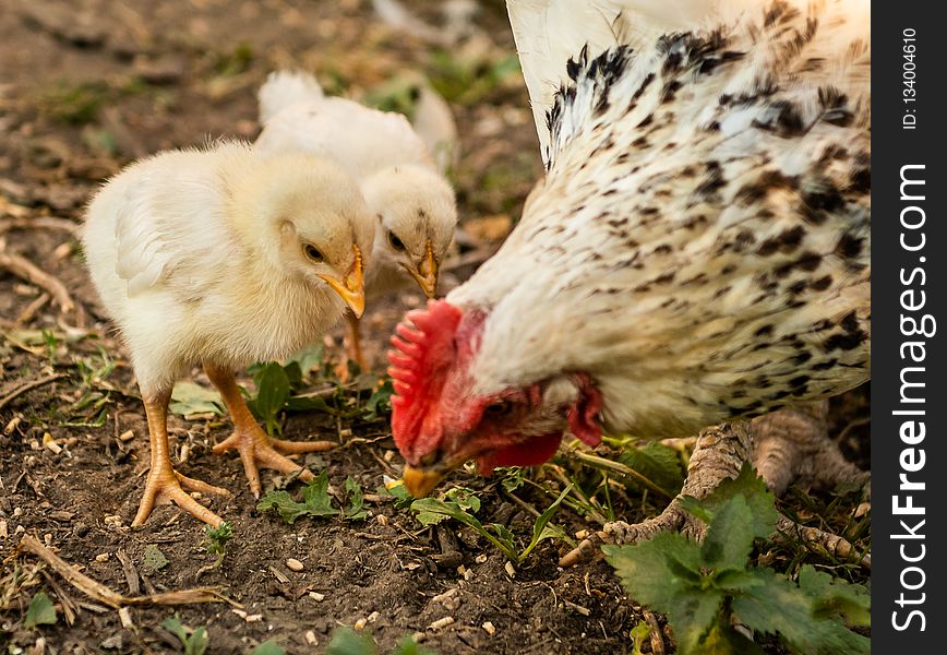 Chicken, Galliformes, Bird, Beak