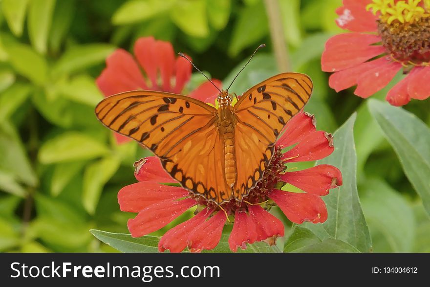 Butterfly, Flower, Moths And Butterflies, Brush Footed Butterfly