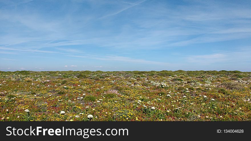 Ecosystem, Vegetation, Sky, Field