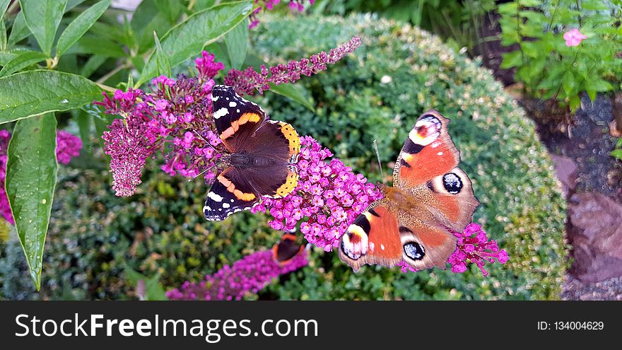Butterfly, Moths And Butterflies, Brush Footed Butterfly, Flower
