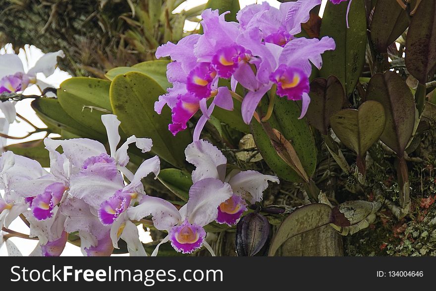 Flower, Plant, Flowering Plant, Flora