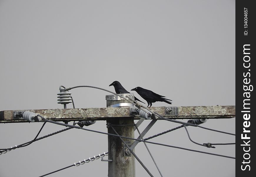 Bird, Wire, Fauna, Beak