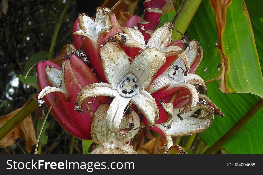 Plant, Flora, Flower, Flowering Plant