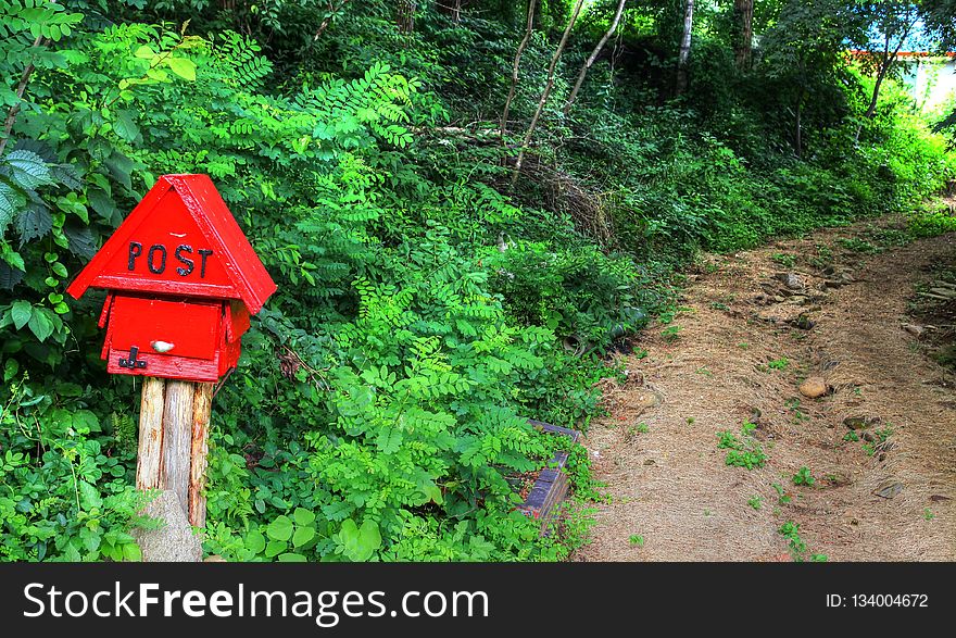 Vegetation, Green, Nature, Path