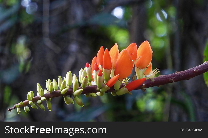 Plant, Flora, Vegetation, Flower