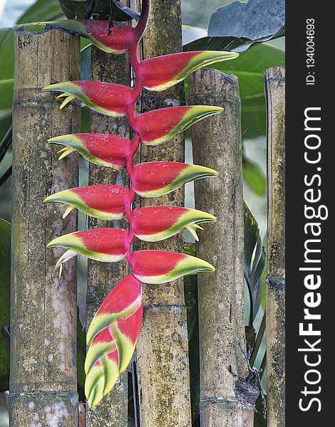 Plant, Heliconia, Flora, Leaf