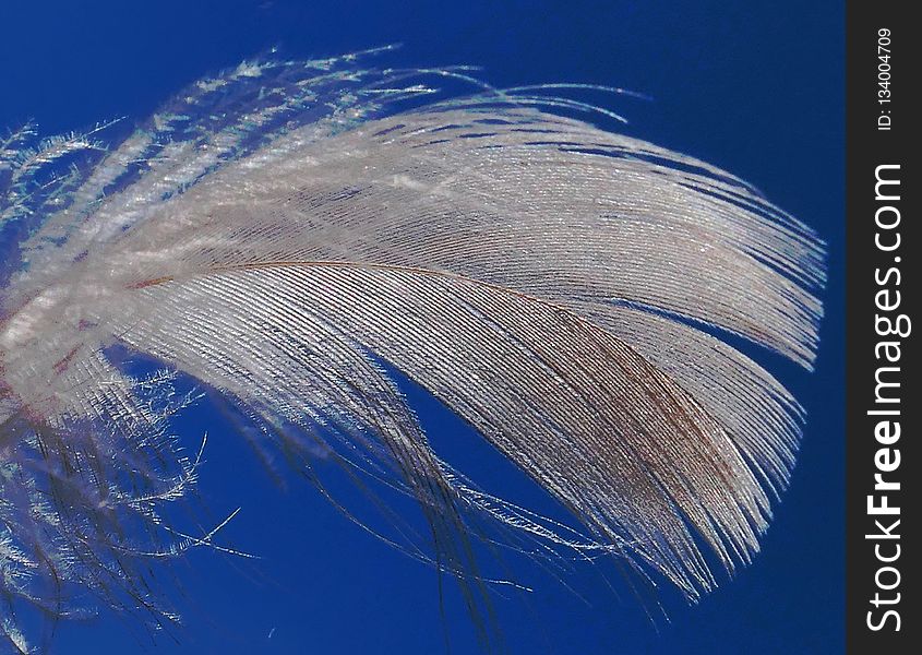 Blue, Sky, Feather, Water