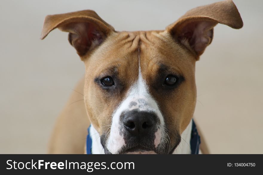 Dog, Dog Breed, Dog Like Mammal, American Staffordshire Terrier