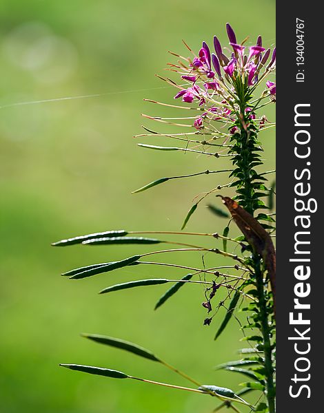 Vegetation, Flora, Plant, Grass