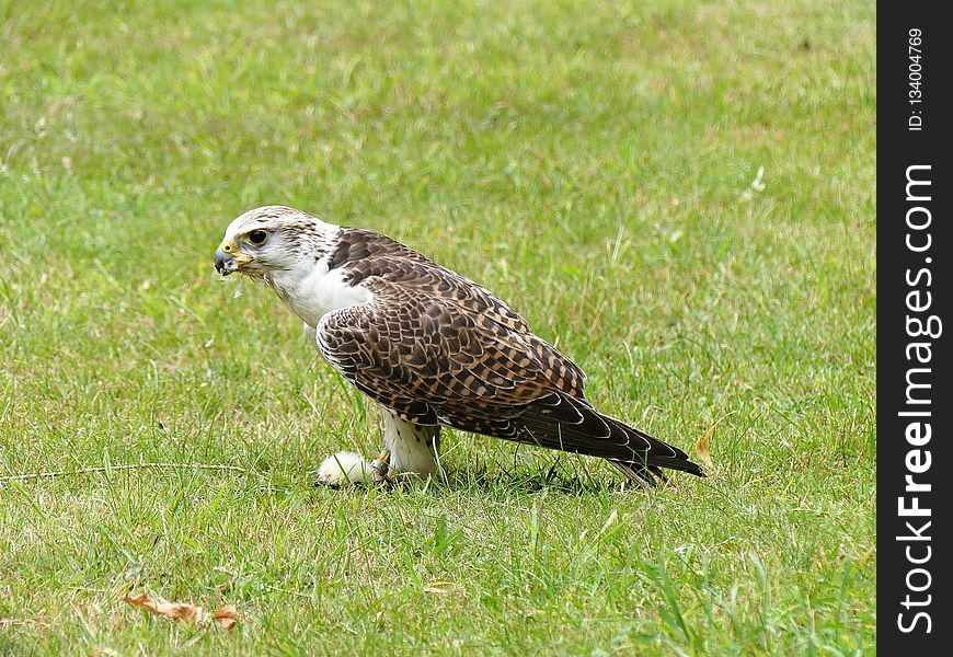 Bird, Fauna, Ecosystem, Falcon