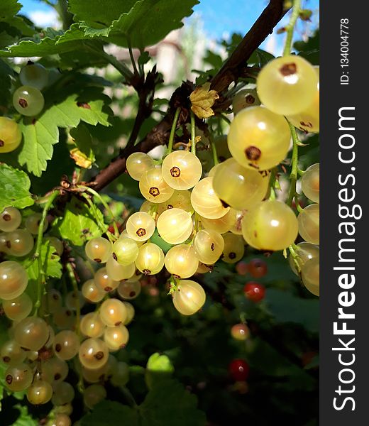 Fruit, Grapevine Family, Grape, Gooseberry