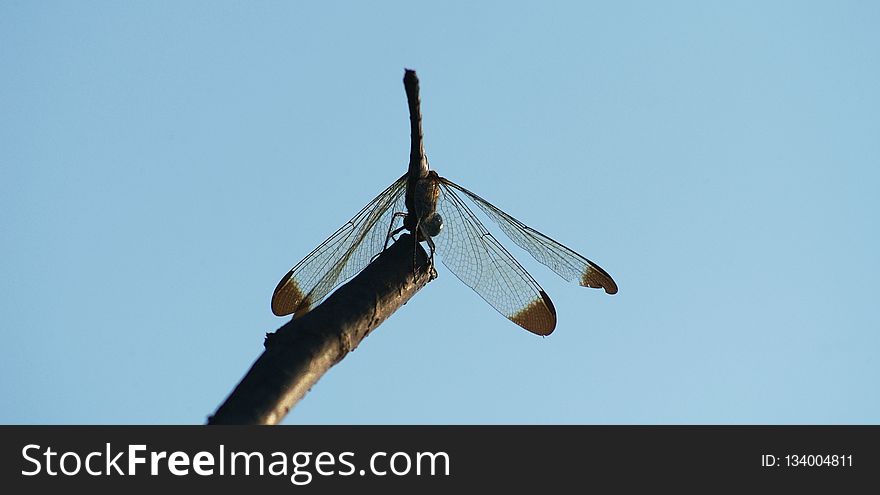 Insect, Sky, Invertebrate, Macro Photography