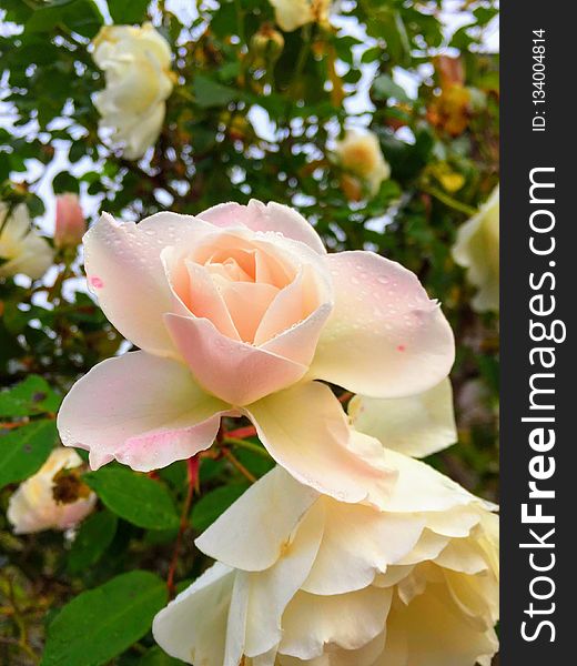 Rose, Flower, Rose Family, Flowering Plant