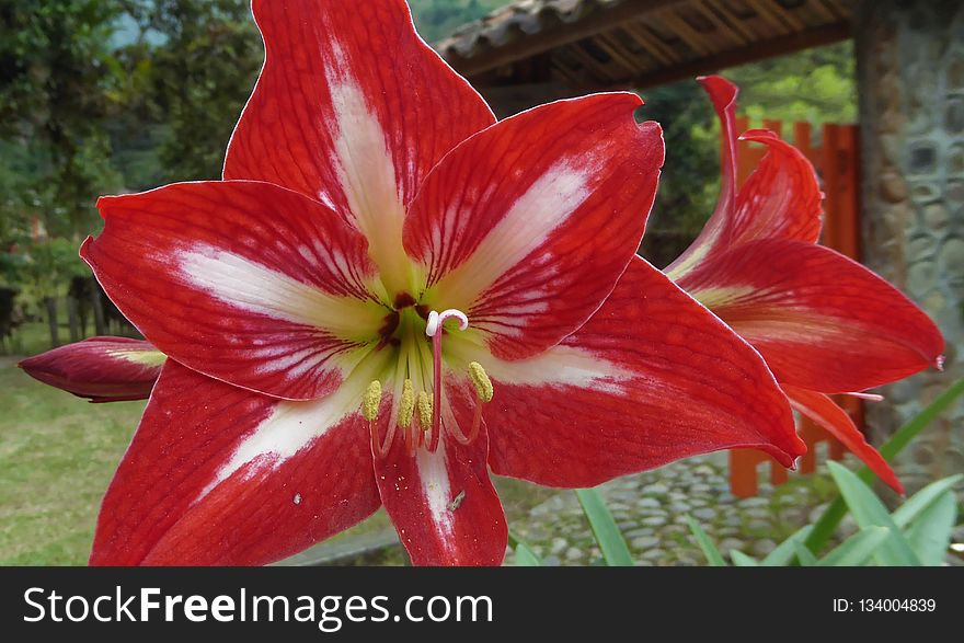 Flower, Plant, Flowering Plant, Lily