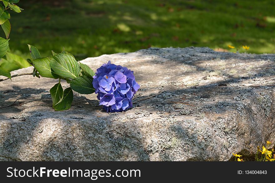 Flower, Plant, Flora, Leaf