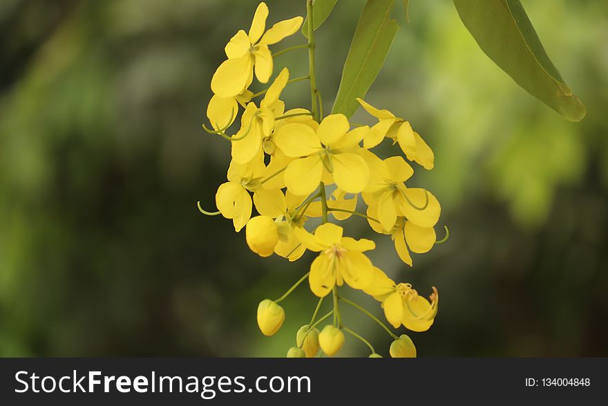Yellow, Flora, Mustard Plant, Flower