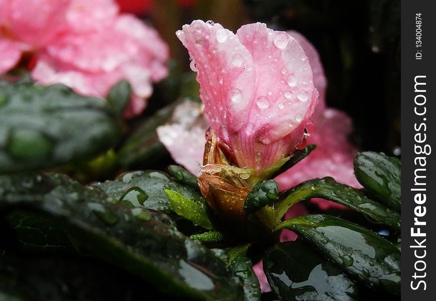 Flower, Plant, Pink, Flora