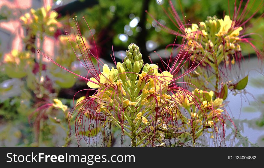 Plant, Flora, Flower, Vegetation