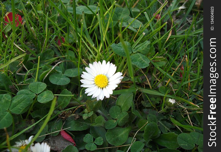 Flower, Plant, Flora, Flowering Plant