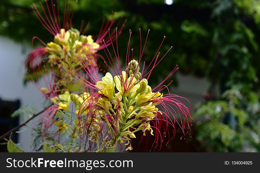 Plant, Flower, Flora, Flowering Plant