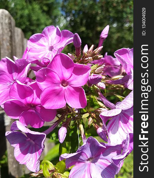 Flower, Plant, Flora, Purple