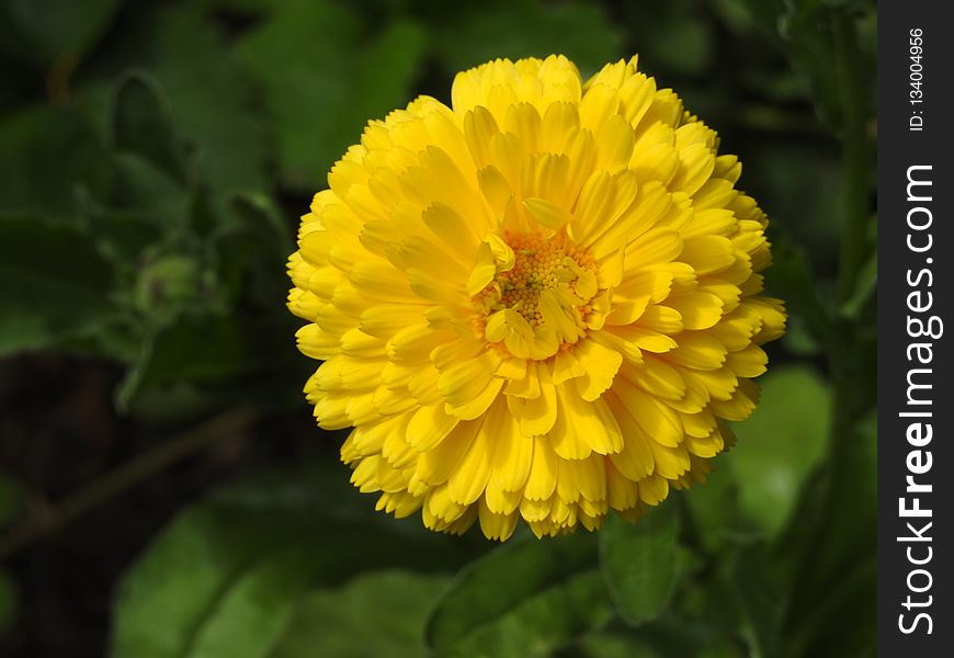 Flower, Yellow, Flora, Chrysanthemum Coronarium
