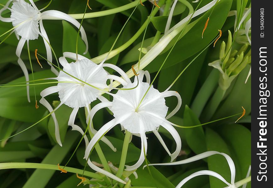 Plant, Flower, Hymenocallis Littoralis, Hymenocallis