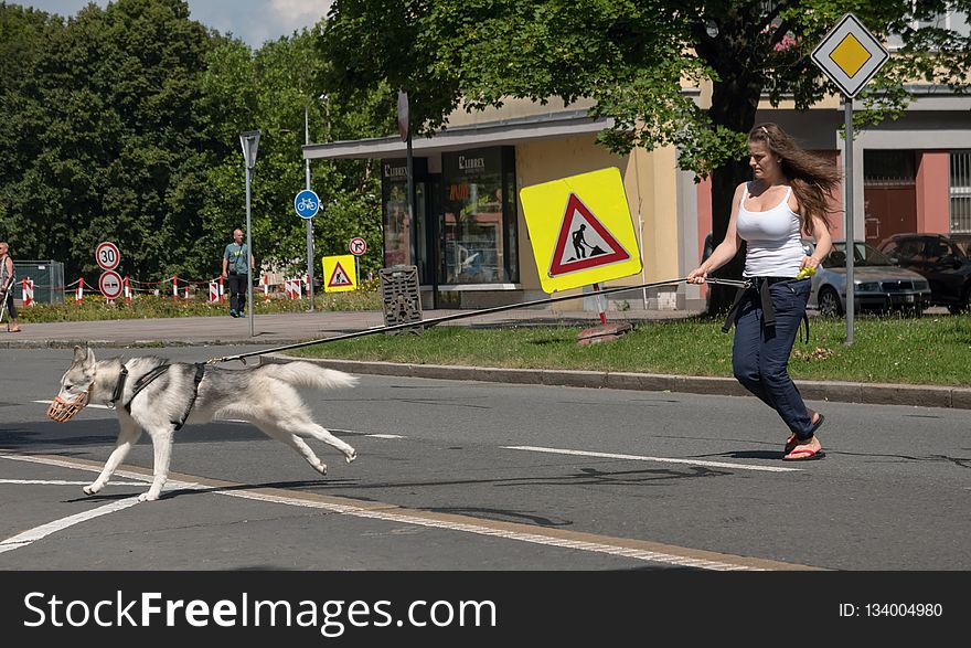 Mammal, Vertebrate, Road, Infrastructure