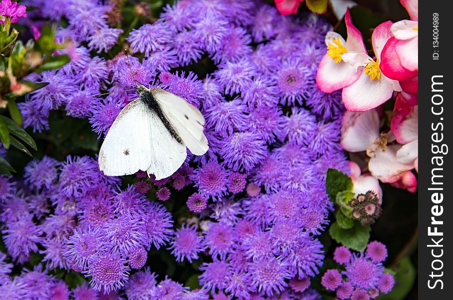 Flower, Purple, Flora, Pollinator