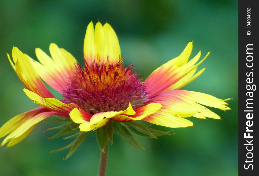 Flower, Yellow, Blanket Flowers, Wildflower