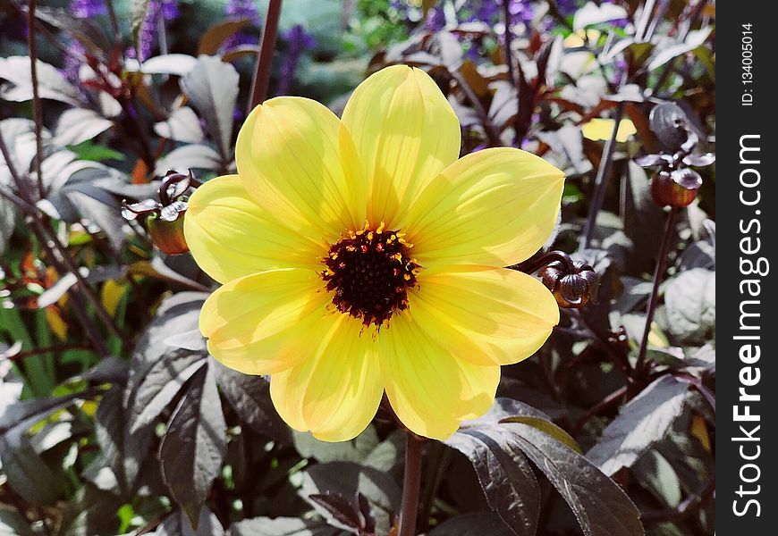 Flower, Plant, Yellow, Flowering Plant