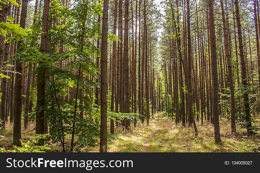 Ecosystem, Forest, Spruce Fir Forest, Woodland