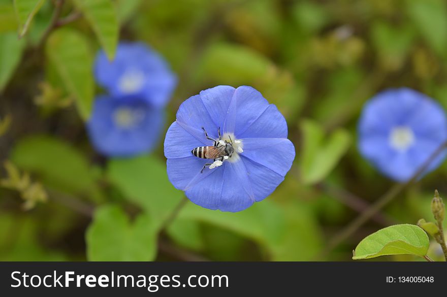 Blue, Flower, Flora, Wildflower